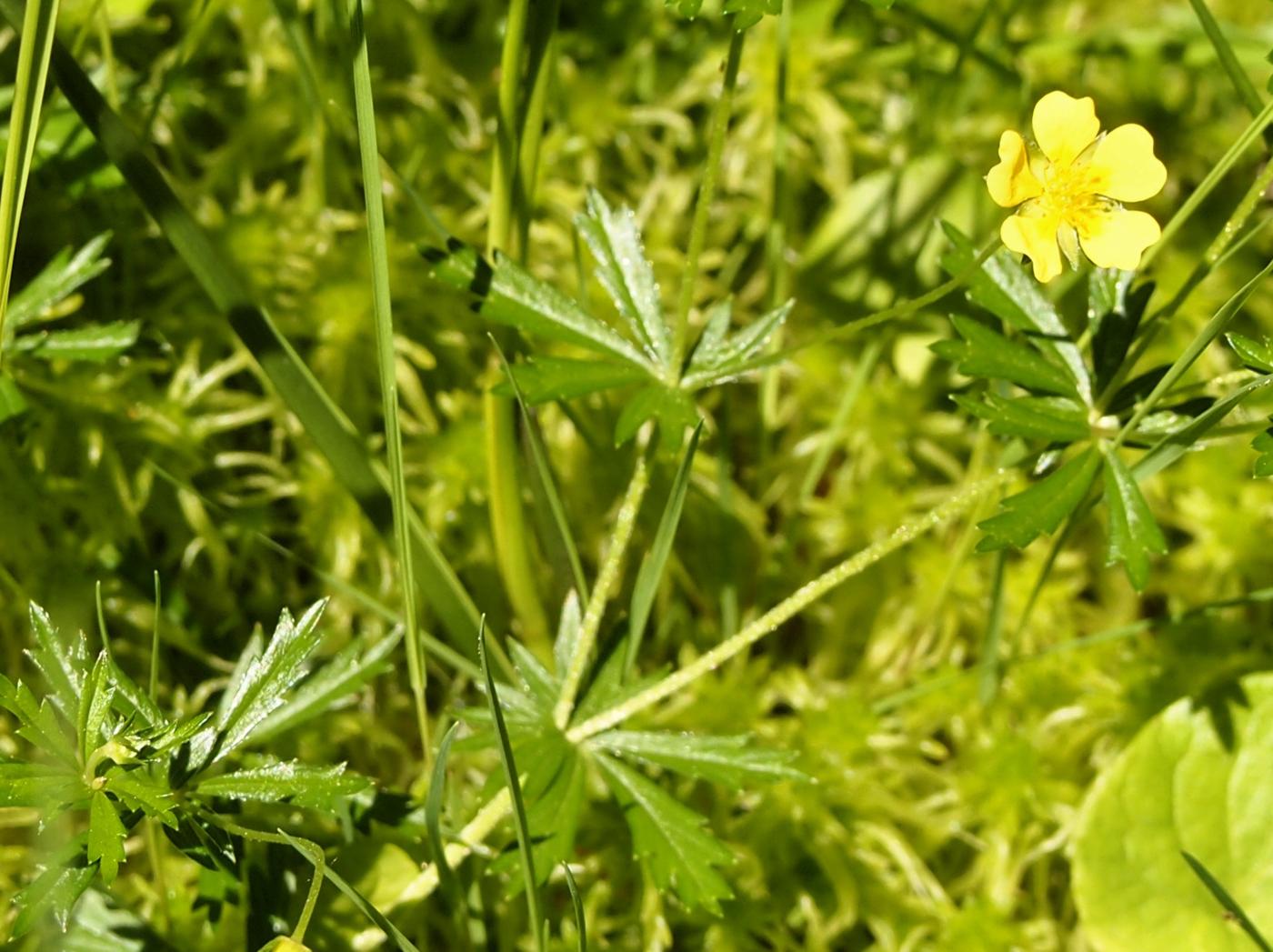 Tormentil leaf